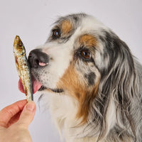 Chien dégustant des sprats séchés friandises naturelles