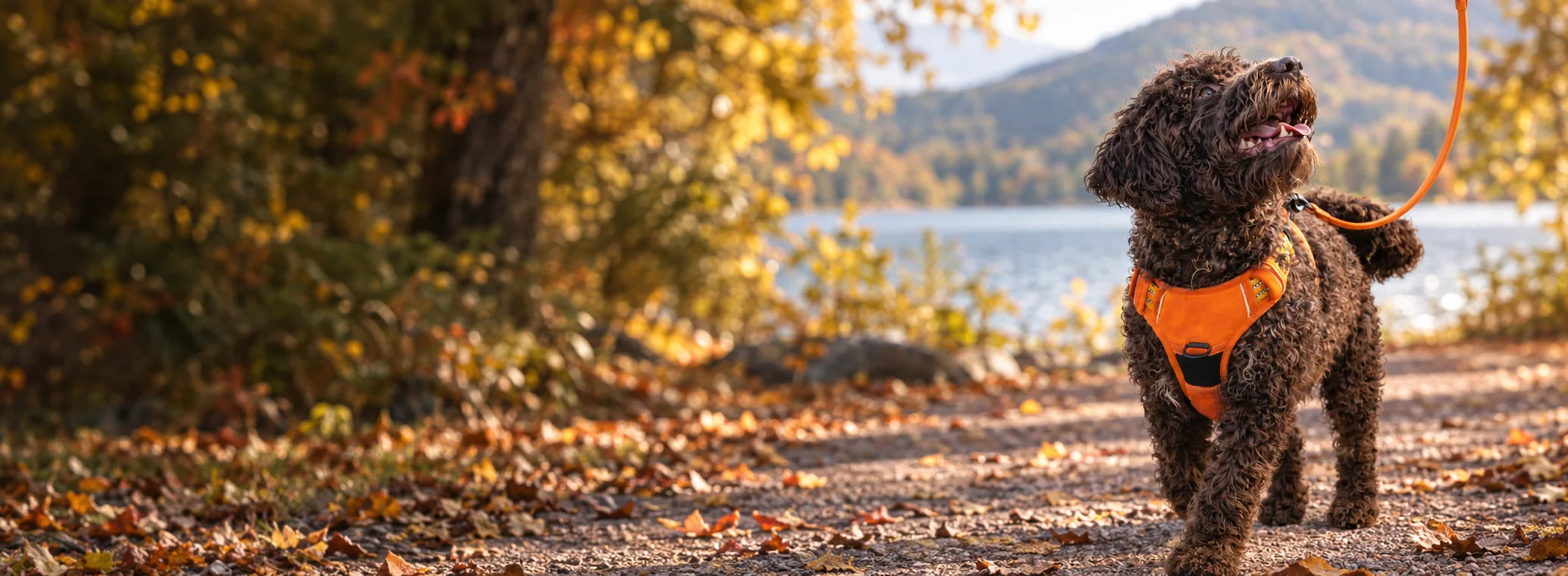 Chien portant le harnais Evo orange au bord d’un lac en automne